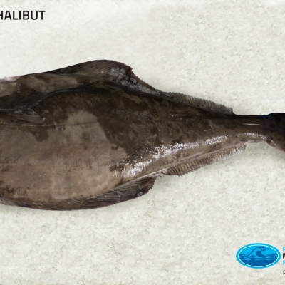 02_halibut_whole